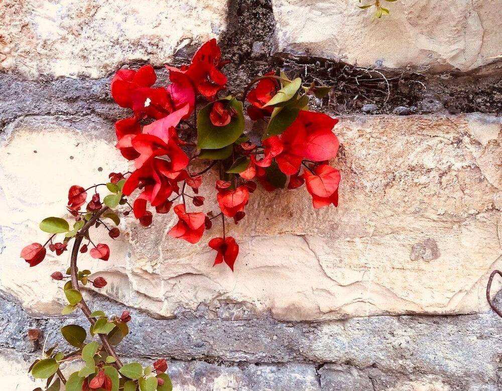 Blume als Symbol für Wachstum und neue Lebenskraft