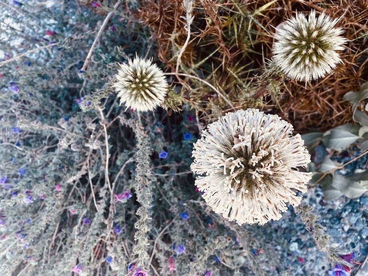 Trauerbegleitung – Pusteblume